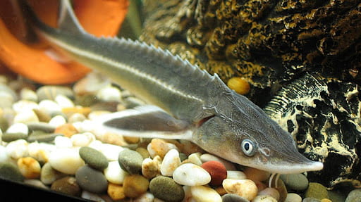 تصویر 3 از خرید و قیمت خاویار سیاه امپریال بلوگا 50 گرمی + فروش صادراتی